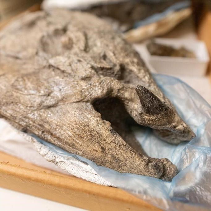Giant prehistoric salmon had tusk-like teeth for defence, building nests: study